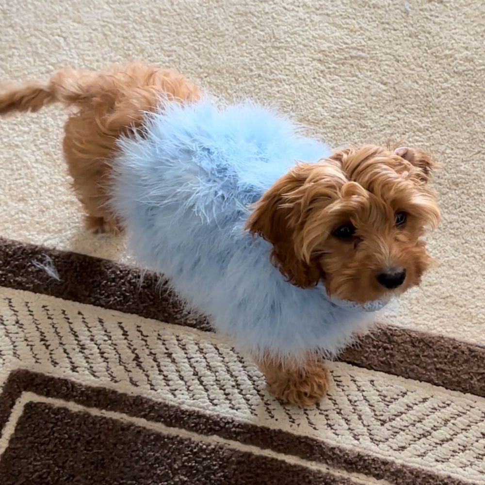 Maxbone x Christian Cowan Fluffy Dog Sweater Size Small